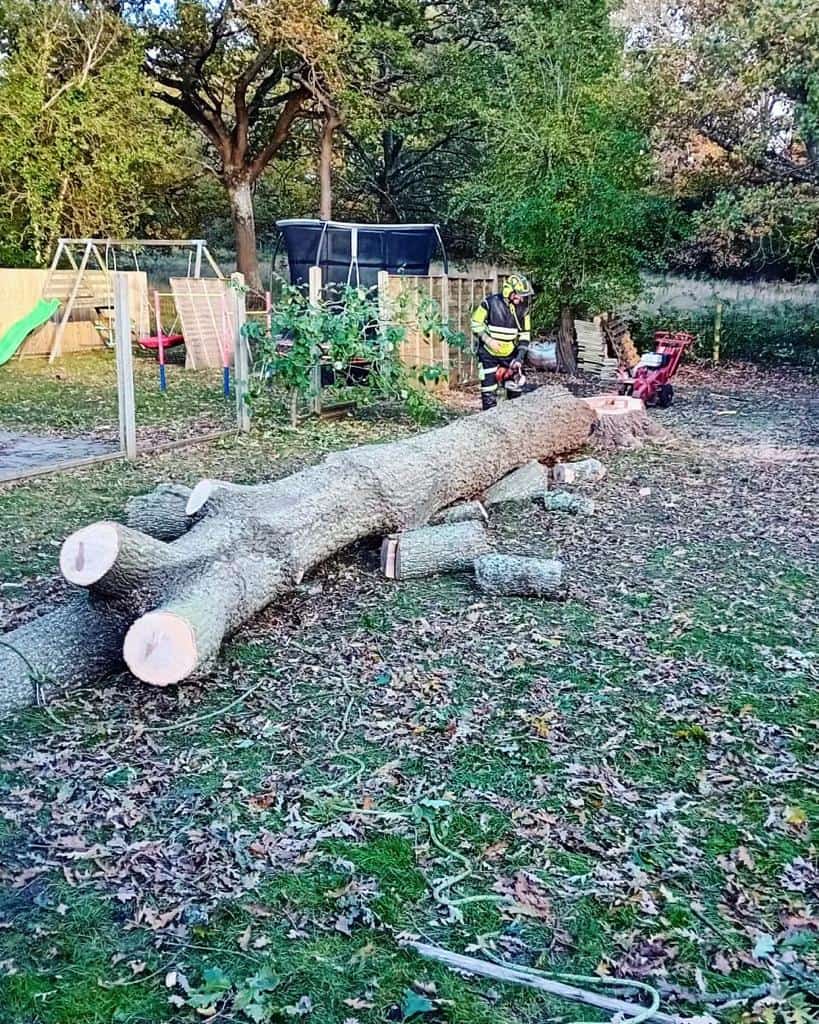 This is a tree laying on the ground of a garden that has just been felled by the operatives from EM Tree Surgery Tetbury